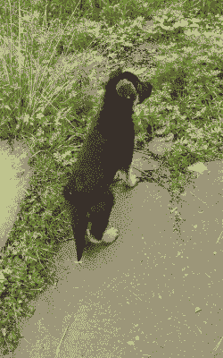 2个月德牧冬天怎么养殖