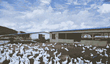 养鹅养殖技术学校怎么样