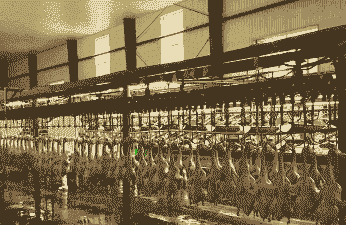 养殖鸭业有限公司怎么样