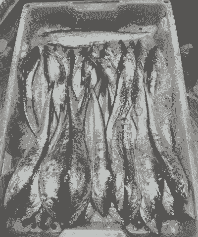 海刀鱼是养殖的吗怎么吃