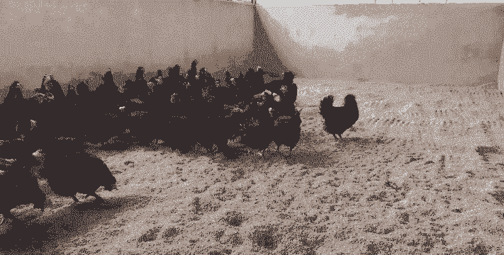 江苏常州的养殖业怎么样