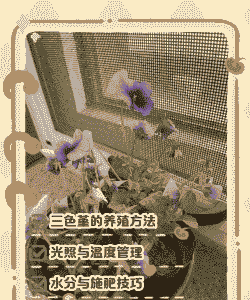 枣庄三色堇盆栽怎么养殖