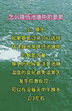 水循环养殖氨氮高怎么办