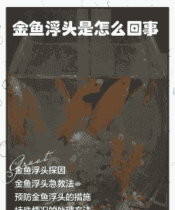 锦鲤养殖有漂浮物怎么办