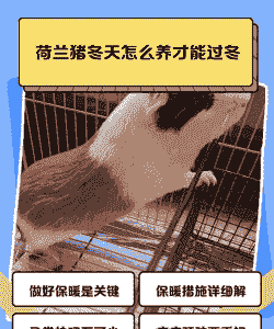 四川荷兰猪冬天怎么养殖