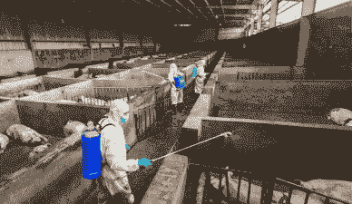养殖场的猪舍怎么做防疫