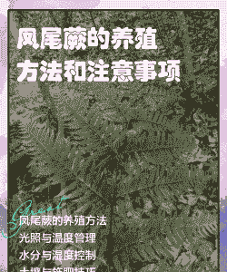 凤尾蕨怎么养殖