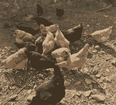 养殖3个月的小鸡怎么养