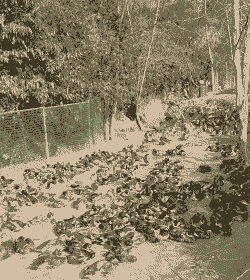 不想打工回家养殖怎么样