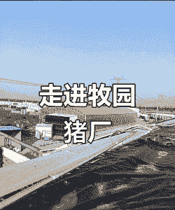 猪业养殖有限公司怎么样