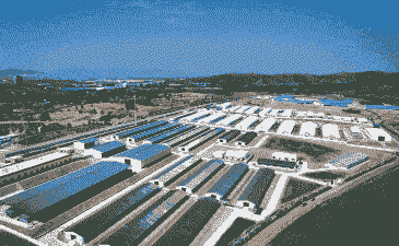 未来三类养殖企业怎么样