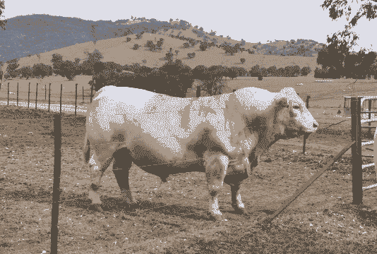 利木赞牛养殖前景怎么样