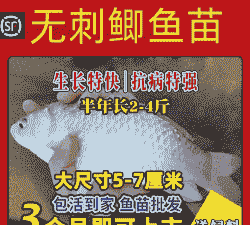 四川养殖鲫鱼利润怎么样