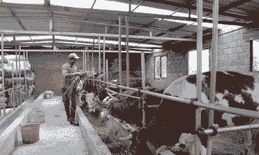 当下农村的养殖业怎么样