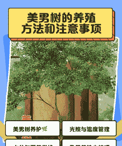 美男树怎么养殖