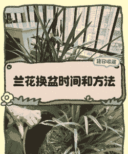 兰花秋季换盆什么时候开始