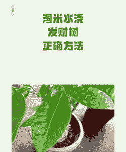 发财树可以用淘米水吗