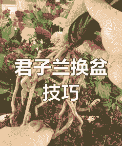 君子兰怎样换土