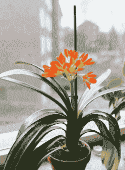 君子兰能耐多少度低温