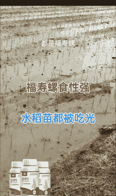 网购的福寿螺怎么养殖的