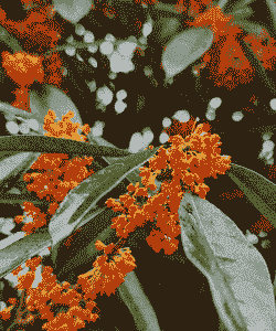 桂花的形状,颜色,气味