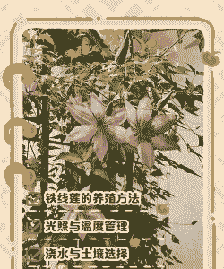 铁线莲的养殖方法和注意事项