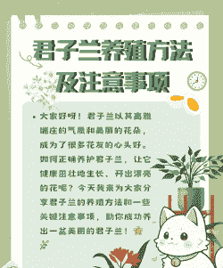 君子兰怎么养才能开花