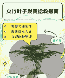 文竹叶子发黄怎么挽救