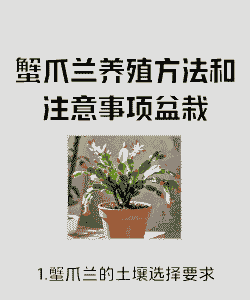 蟹爪兰的养殖方法和注意事项