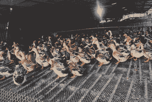 怎么样发展鸭业养殖业