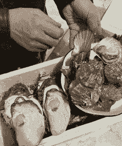 扇贝生蚝养殖的活怎么样