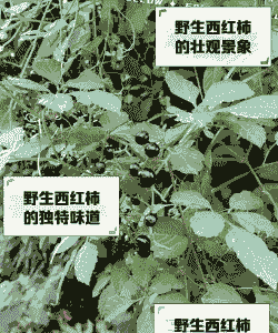 西红柿是草本植物还是木本植物