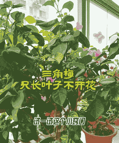 三角梅不长叶子怎么养殖