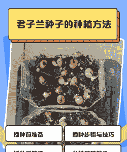 君子兰种子种植方法和种植时间