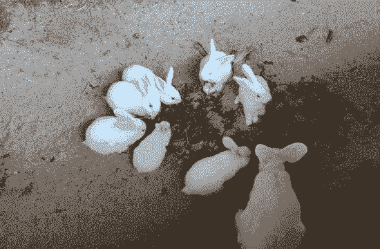 2个月小白兔怎么养殖