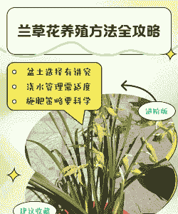 南草花10月份怎么养殖