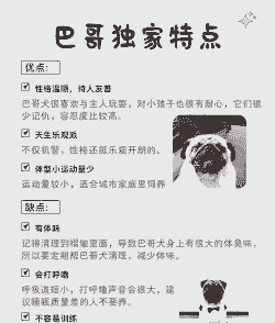 怎么样合法养殖八哥犬