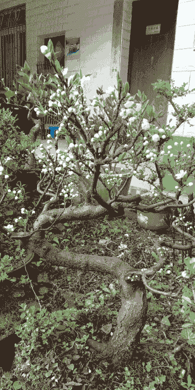 李子树怎么放花盆里养殖