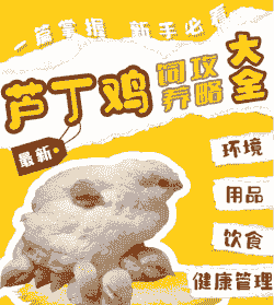 怎么样才可以特种养殖鸡