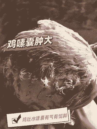 蛋鸡养殖场有臭味怎么办