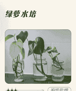 绿萝在水族箱里怎么养殖