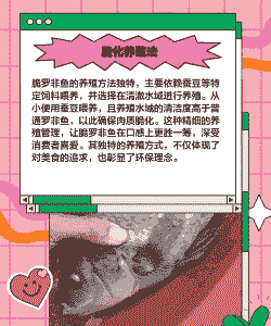 脆罗非鱼怎么养殖