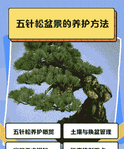 刚种的五针松怎么养殖啊