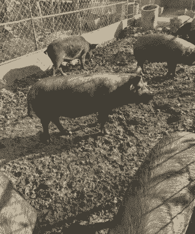 黑猪怎么养殖技术