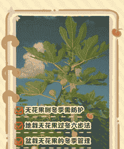 无花果树冬天怎么样养殖