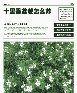 北方冬天十里香怎么养殖