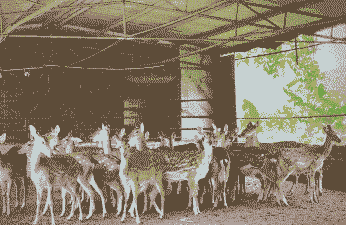 浙江梅花鹿养殖怎么样啊