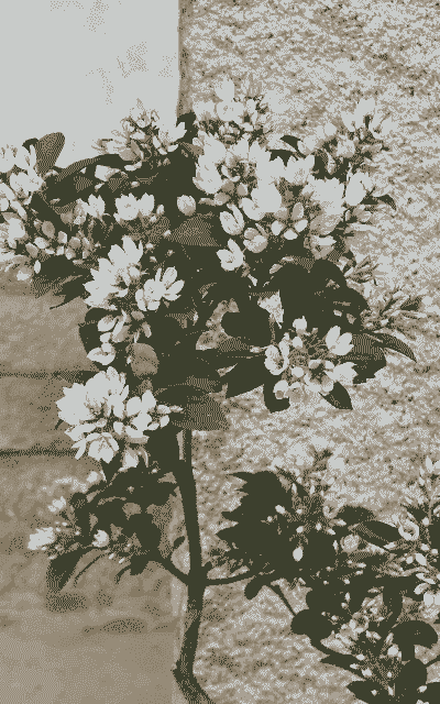 海岛的花有哪些