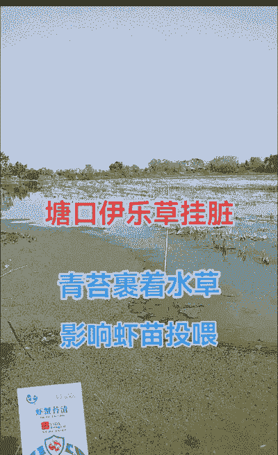 小龙虾养殖有青苔怎么办