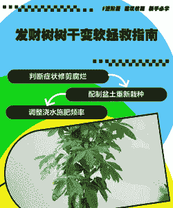 发财树枝干软了如何救